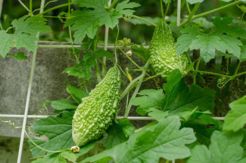 BitterGourd