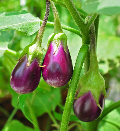 Brinjal