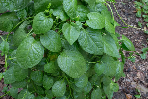 Ceylon Spinach