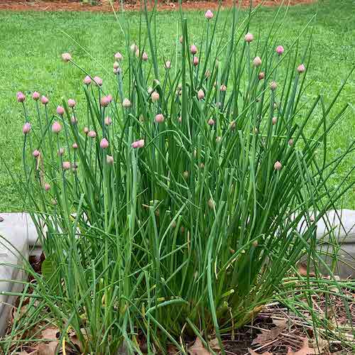 Chives