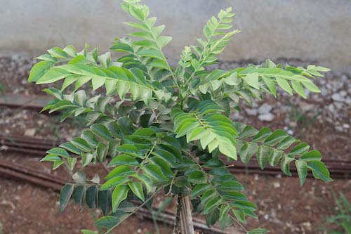 Curry Leaf Plant