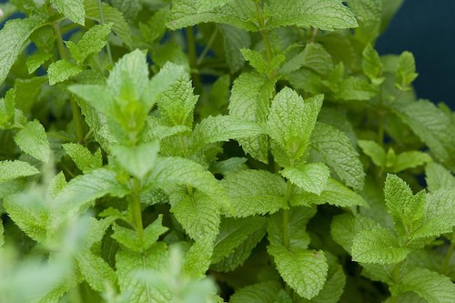 English Mint