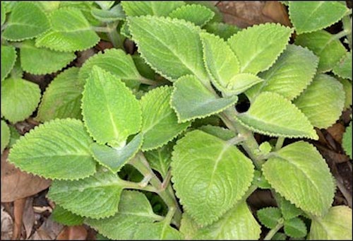 Indian Borage