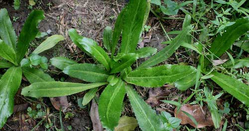 Sawtooth Coriander