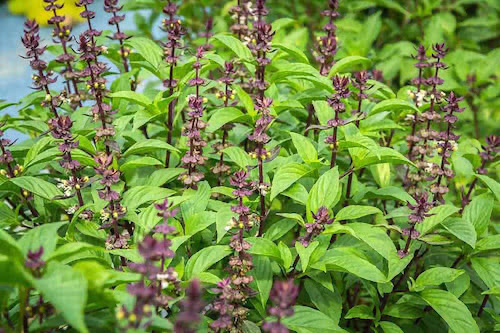 Thai Basil