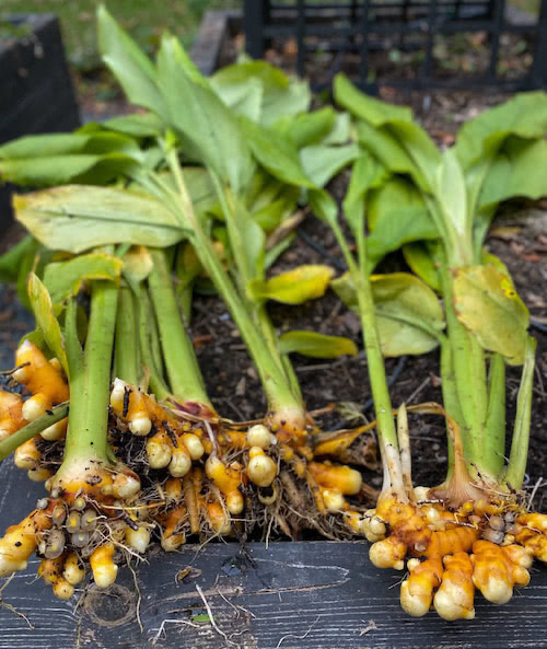 Turmeric